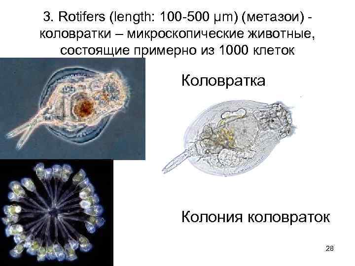 3. Rotifers (length: 100 -500 µm) (метазои) коловратки – микроскопические животные, состоящие примерно из