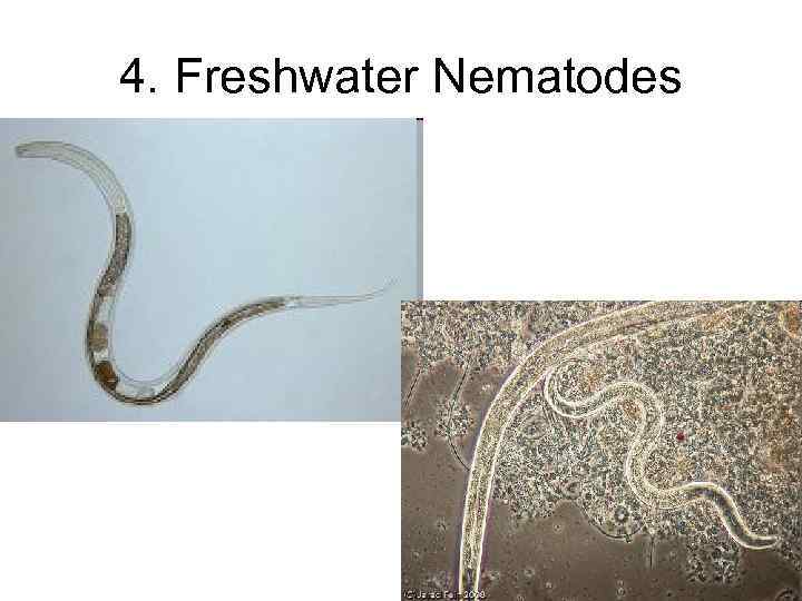 4. Freshwater Nematodes 30 