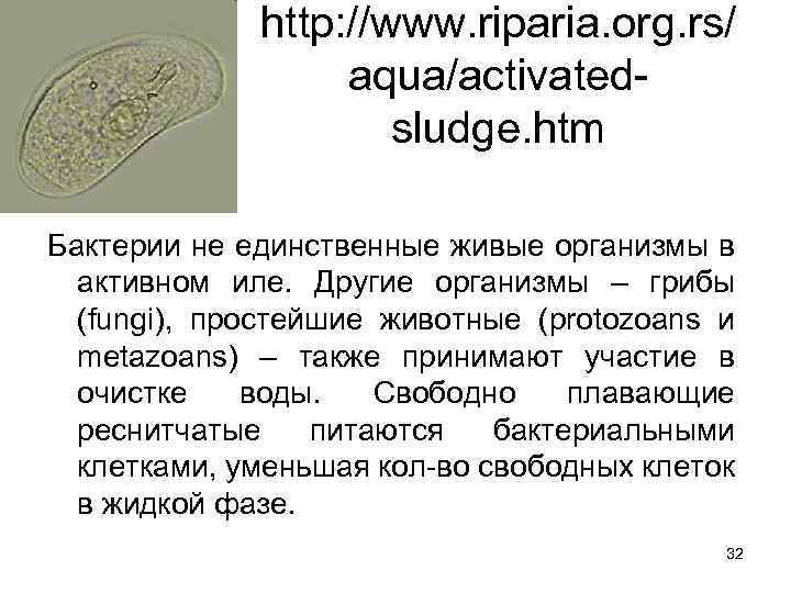 http: //www. riparia. org. rs/ aqua/activatedsludge. htm Бактерии не единственные живые организмы в активном