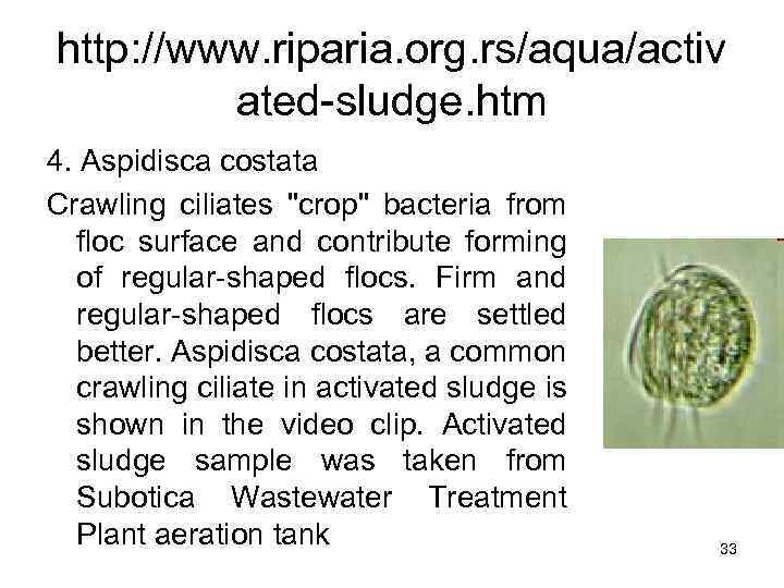 http: //www. riparia. org. rs/aqua/activ ated-sludge. htm 4. Aspidisca costata Crawling ciliates "crop" bacteria