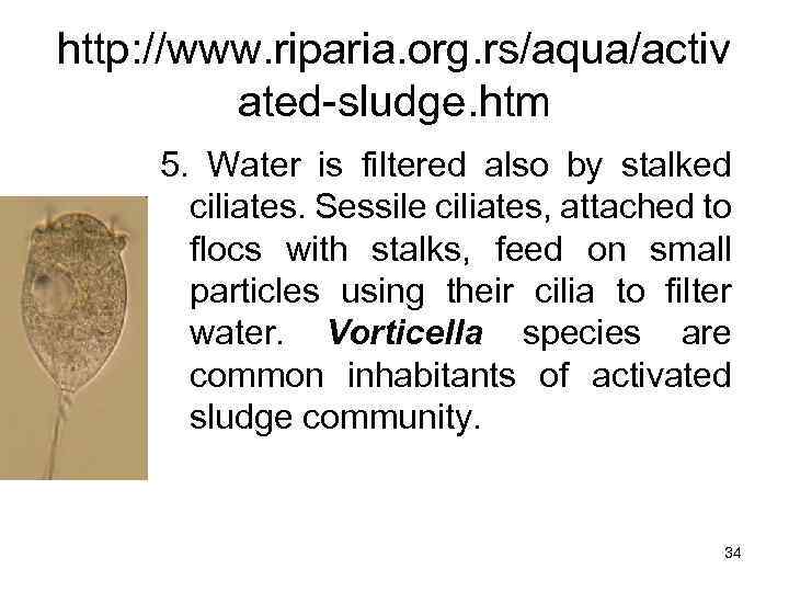 http: //www. riparia. org. rs/aqua/activ ated-sludge. htm 5. Water is filtered also by stalked