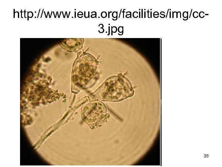 http: //www. ieua. org/facilities/img/cc 3. jpg 35 