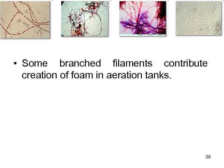  • Some branched filaments contribute creation of foam in aeration tanks. 38 