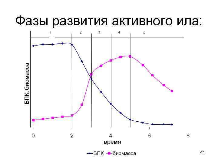 Фазы развития активного ила: 41 