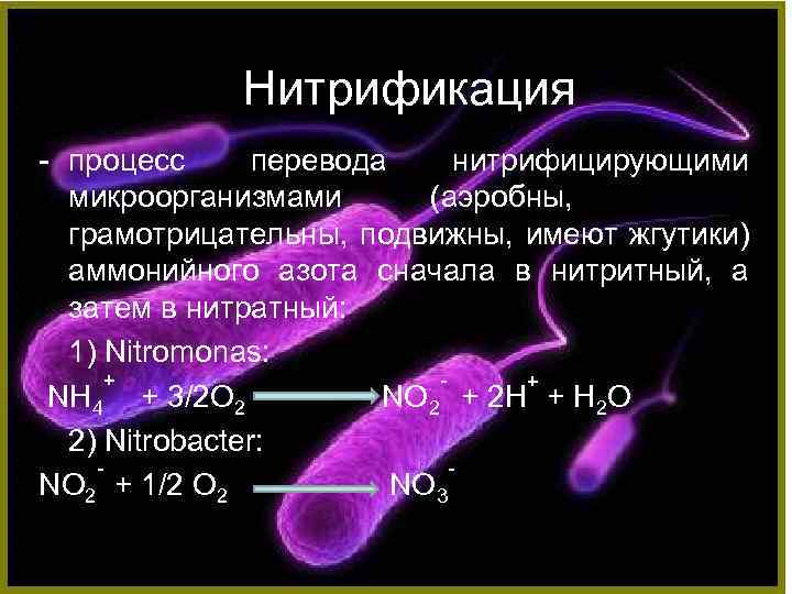 Нитрификация - процесс перевода нитрифицирующими микроорганизмами (аэробны, грамотрицательны, подвижны, имеют жгутики) аммонийного азота сначала