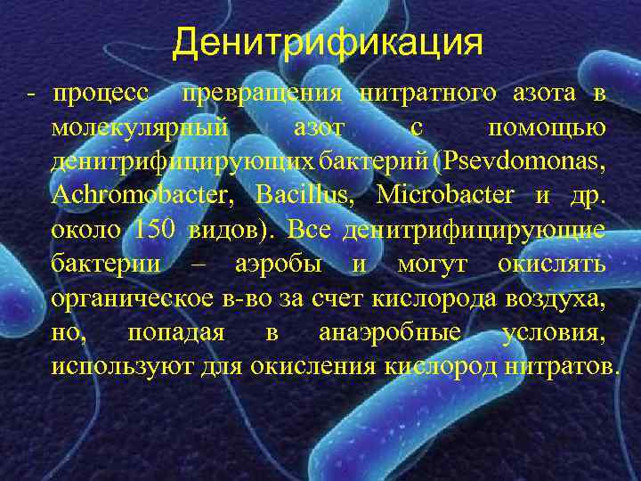 Денитрификация - процесс превращения нитратного азота в молекулярный азот с помощью денитрифицирующих бактерий (Psevdomonas,
