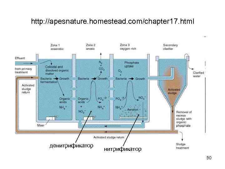 http: //apesnature. homestead. com/chapter 17. html денитрификатор 50 