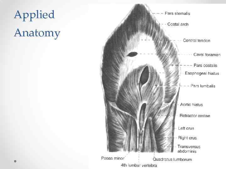 Applied Anatomy 