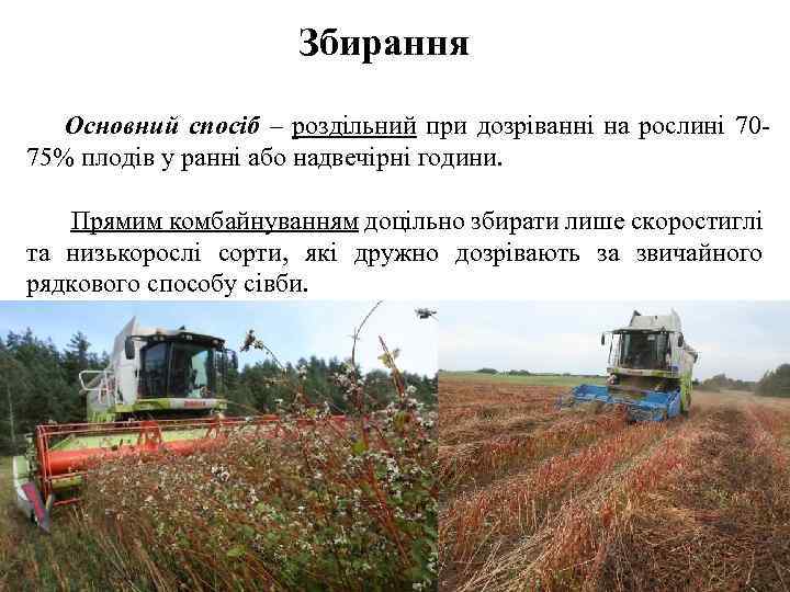 Збирання Основний спосіб – роздільний при дозріванні на рослині 7075% плодів у ранні або