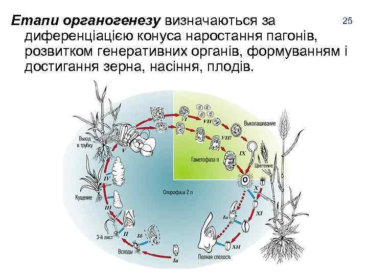 25 Етапи органогенезу визначаються за диференціацією конуса наростання пагонів, розвитком генеративних органів, формуванням і