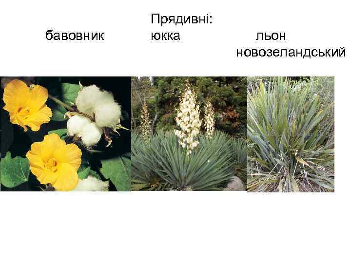 бавовник Прядивні: юкка льон новозеландський 