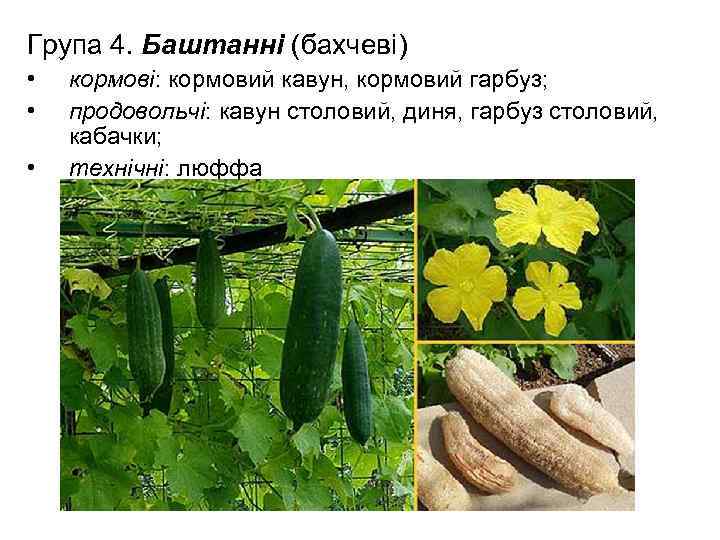 Група 4. Баштанні (бахчеві) • • • кормові: кормовий кавун, кормовий гарбуз; продовольчі: кавун