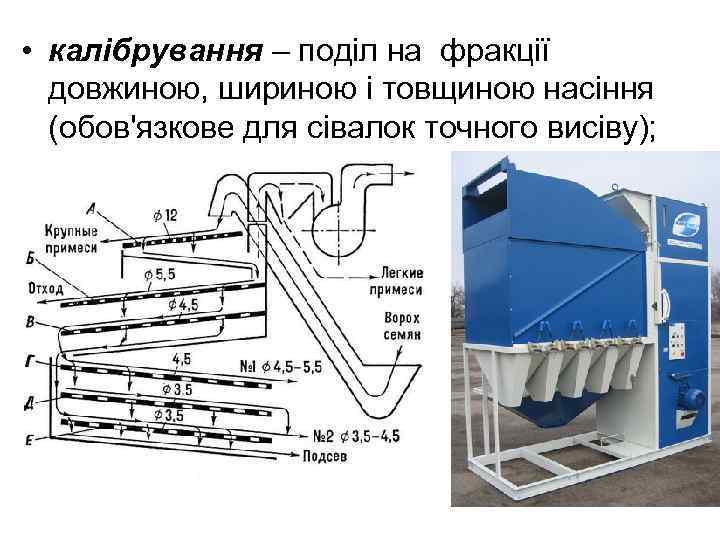  • калібрування – поділ на фракції довжиною, шириною і товщиною насіння (обов'язкове для