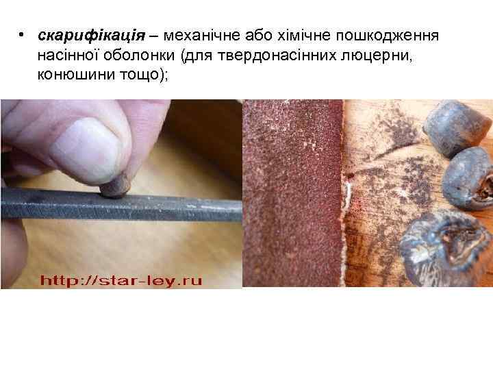  • скарифікація – механічне або хімічне пошкодження насінної оболонки (для твердонасінних люцерни, конюшини