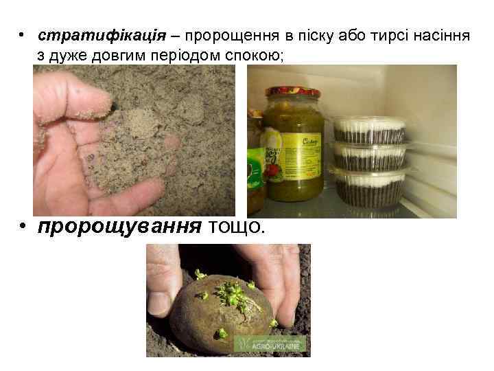  • стратифікація – пророщення в піску або тирсі насіння з дуже довгим періодом