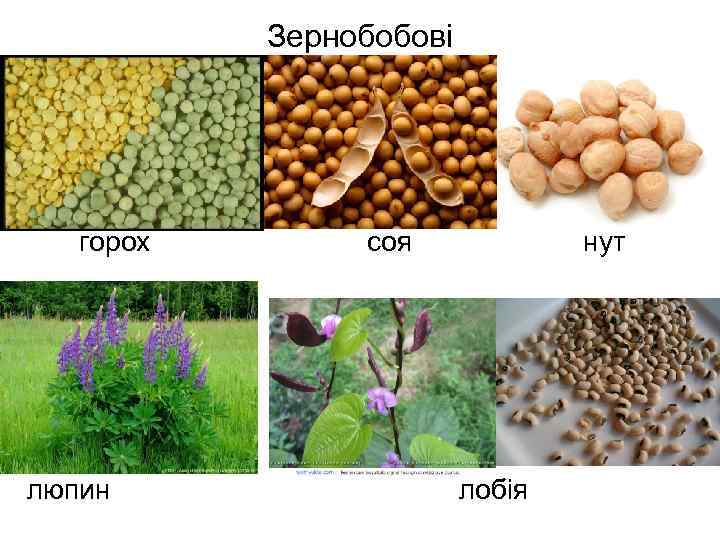 Зернобобові горох люпин соя нут лобія 
