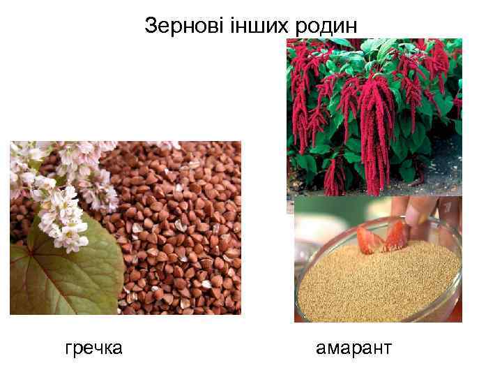 Зернові інших родин гречка амарант 