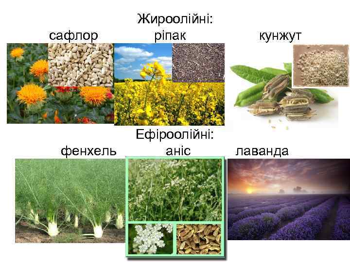 сафлор фенхель Жироолійні: ріпак Ефіроолійні: аніс кунжут лаванда 
