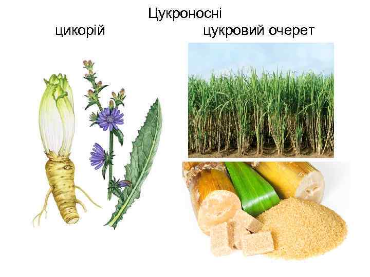 цикорій Цукроносні цукровий очерет 