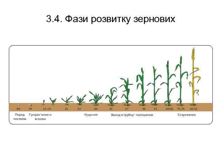 3. 4. Фази розвитку зернових 