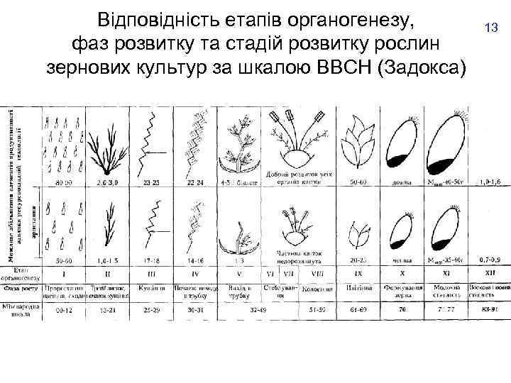 Відповідність етапів органогенезу, фаз розвитку та стадій розвитку рослин зернових культур за шкалою ВВСН