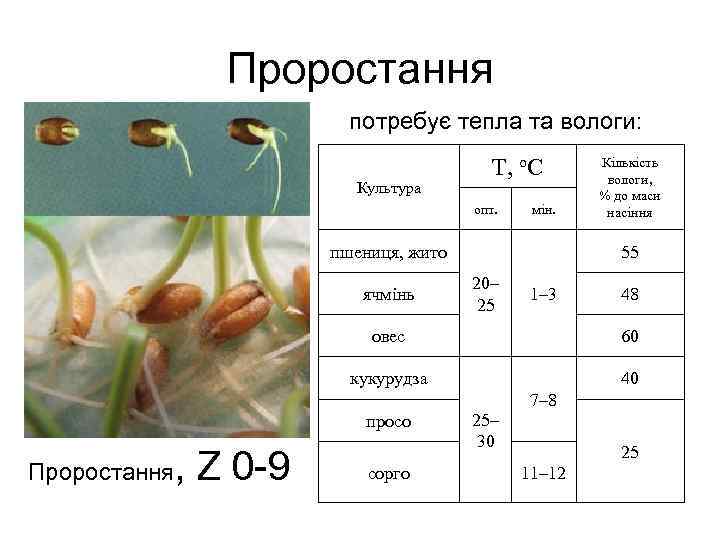 Проростання потребує тепла та вологи: Культура Т, о. С опт. мін. пшениця, жито ячмінь
