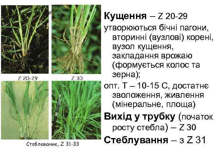 Кущення – Z 20 -29 утворюються бічні пагони, вторинні (вузлові) корені, вузол кущення, закладання