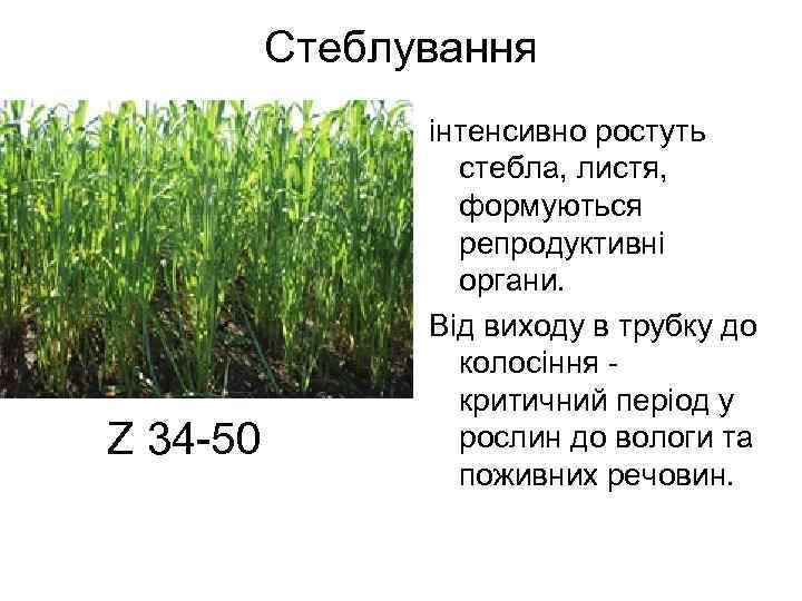 Стеблування Z 34 -50 інтенсивно ростуть стебла, листя, формуються репродуктивні органи. Від виходу в