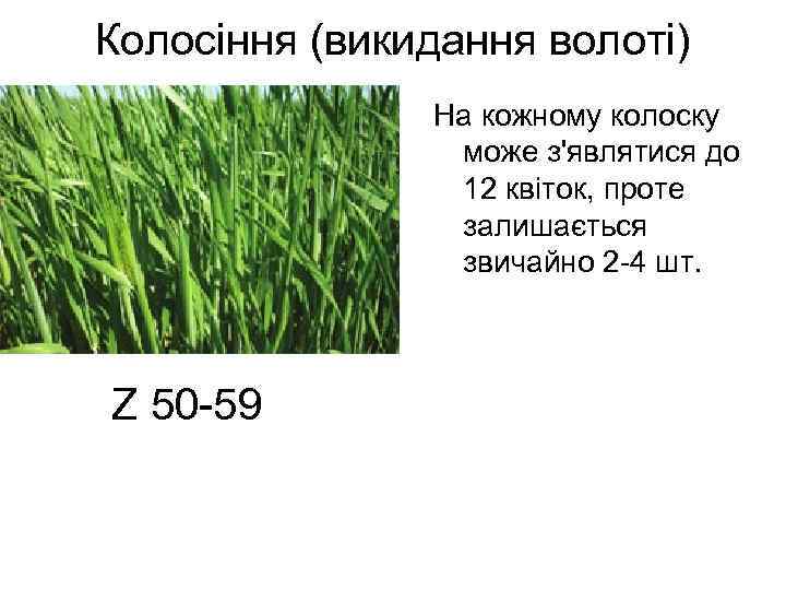 Колосіння (викидання волоті) На кожному колоску може з'являтися до 12 квіток, проте залишається звичайно