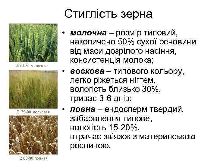 Стиглість зерна • молочна – розмір типовий, накопичено 50% сухої речовини від маси дозрілого