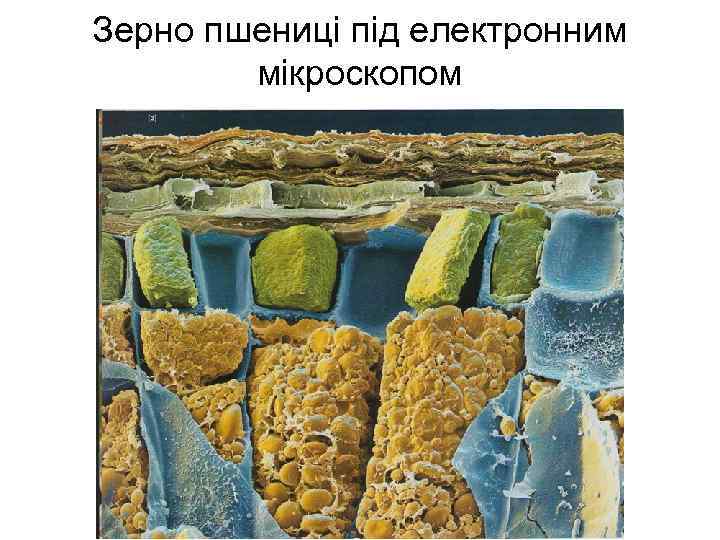 Зерно пшениці під електронним мікроскопом 