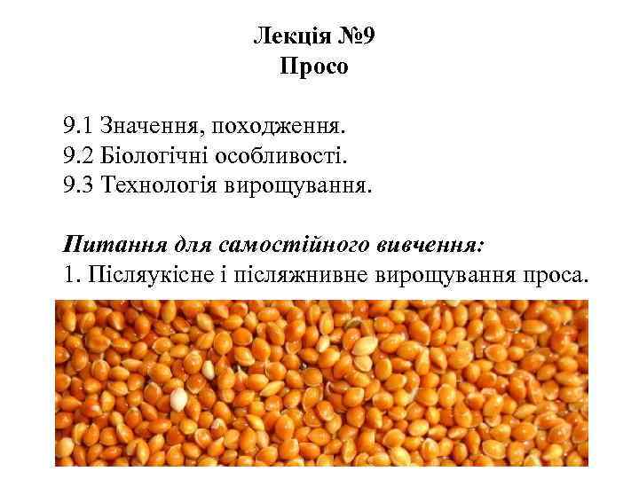 Лекція № 9 Просо 9. 1 Значення, походження. 9. 2 Біологічні особливості. 9. 3