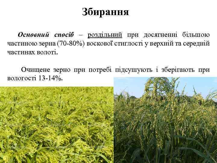 Збирання Основний спосіб – роздільний при досягненні більшою частиною зерна (70 -80%) воскової стиглості