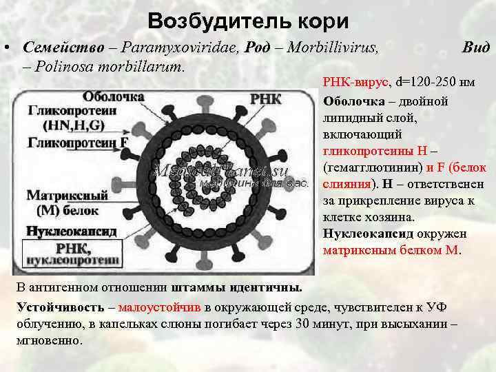 Возбудитель кори • Семейство – Paramyxoviridae, Род – Morbillivirus, Вид – Polinosa morbillarum. РНК-вирус,