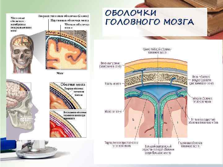 ОБОЛОЧКИ ГОЛОВНОГО МОЗГА 