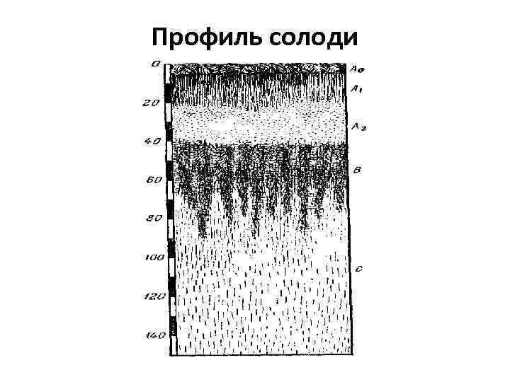 Профиль солоди 