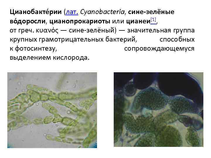 Хлорофиллы цианобактерий. Подцарство бактерии оксифотобактерии. Цианобактерии представители. Цианеи сине зеленые водоросли.