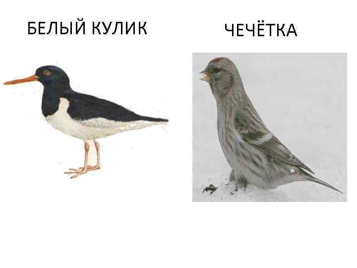 БЕЛЫЙ КУЛИК ЧЕЧЁТКА 
