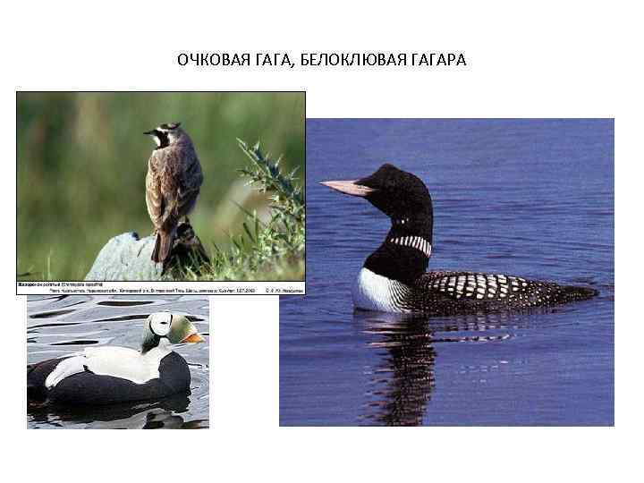 ОЧКОВАЯ ГАГА, БЕЛОКЛЮВАЯ ГАГАРА 