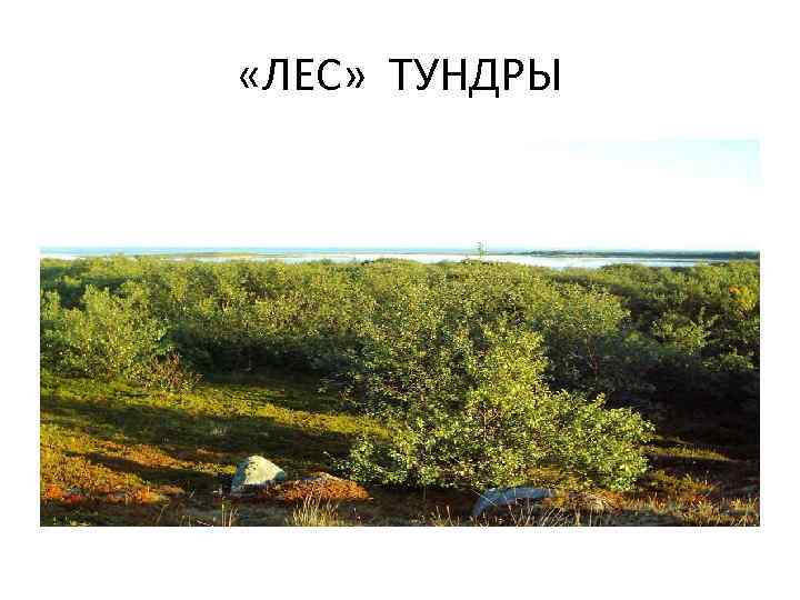  «ЛЕС» ТУНДРЫ 