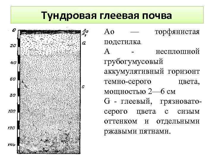 Тундровая глеевая почва Ао — торфянистая подстилка A несплошной грубогумусовый аккумулятивный горизонт темно-серого цвета,
