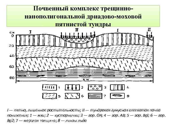 Почвенный комплекс трещиннонанополигональной дриадово-моховой пятнистой тундры I — пятно, лишенное растительности; II — тундровая