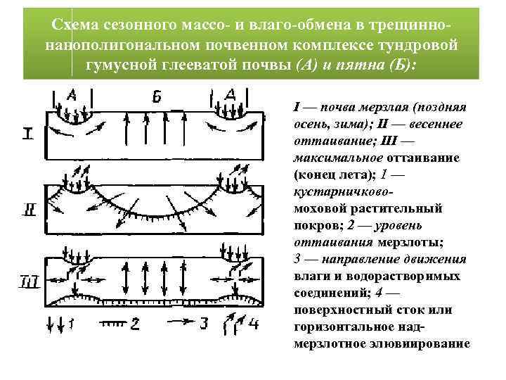 Схема сезонного массо- и влаго-обмена в трещиннонанополигональном почвенном комплексе тундровой гумусной глееватой почвы (А)