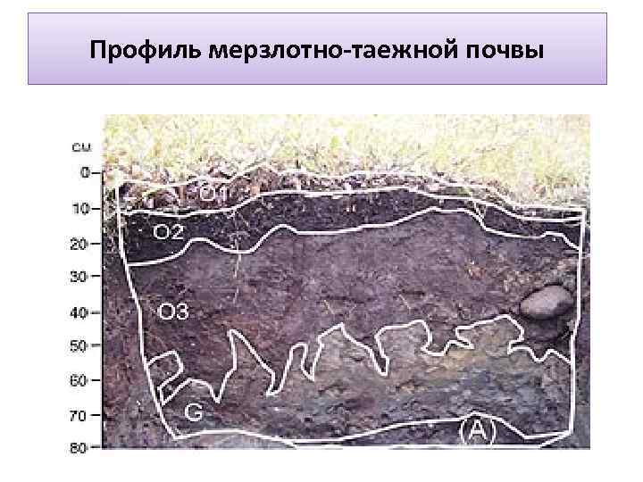 Профиль мерзлотно-таежной почвы 
