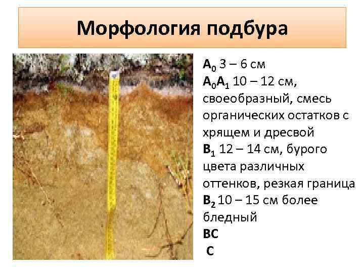 Морфология подбура А 0 3 – 6 см А 0 А 1 10 –