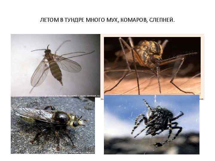 ЛЕТОМ В ТУНДРЕ МНОГО МУХ, КОМАРОВ, СЛЕПНЕЙ. 