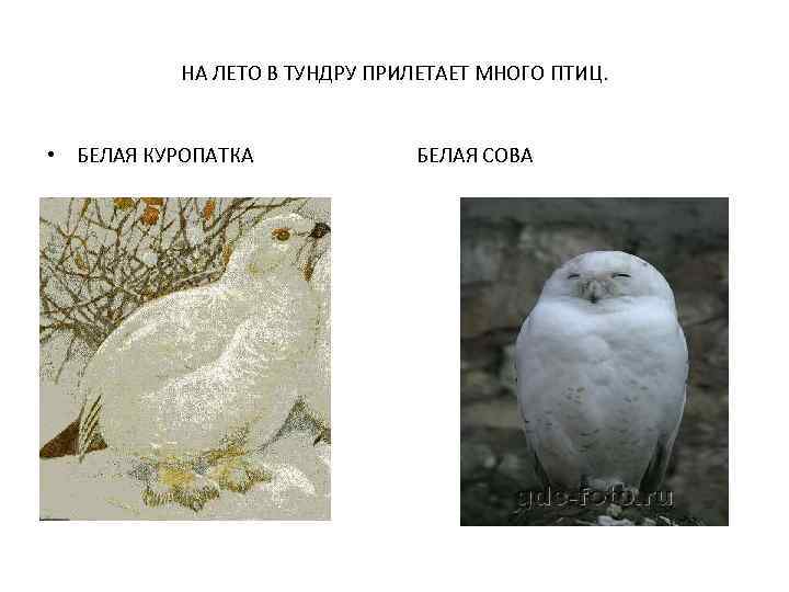 НА ЛЕТО В ТУНДРУ ПРИЛЕТАЕТ МНОГО ПТИЦ. • БЕЛАЯ КУРОПАТКА БЕЛАЯ СОВА 