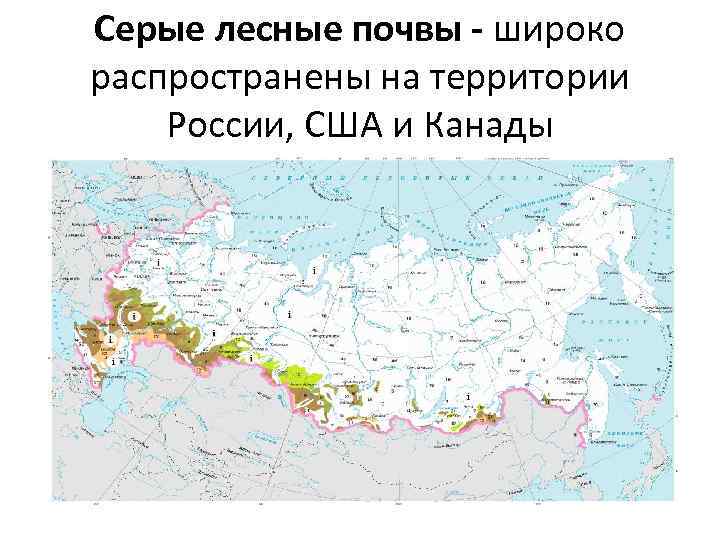 Серые лесные почвы - широко распространены на территории России, США и Канады 