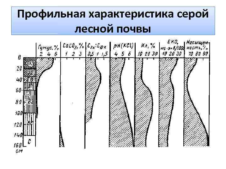 Профильная характеристика серой лесной почвы 