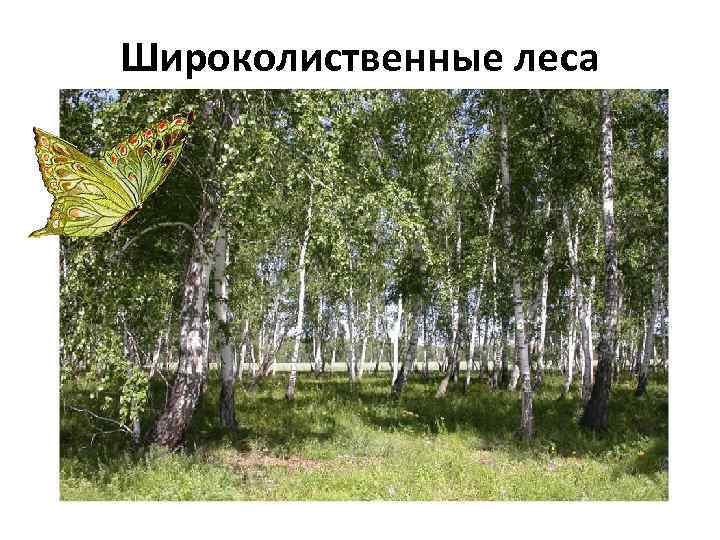 Широколиственные леса 
